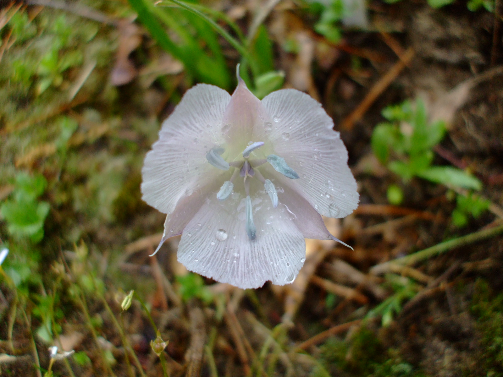 Calochortus uniflorus